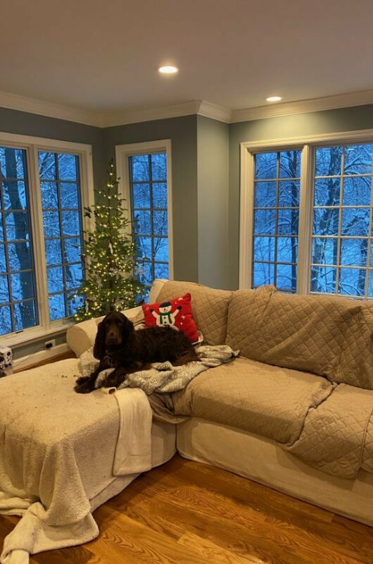 dog sitting on couch with Christmas Tree in background
